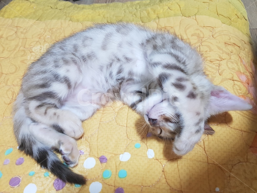 아기고양이,반려묘,애완동물,냥이,잠