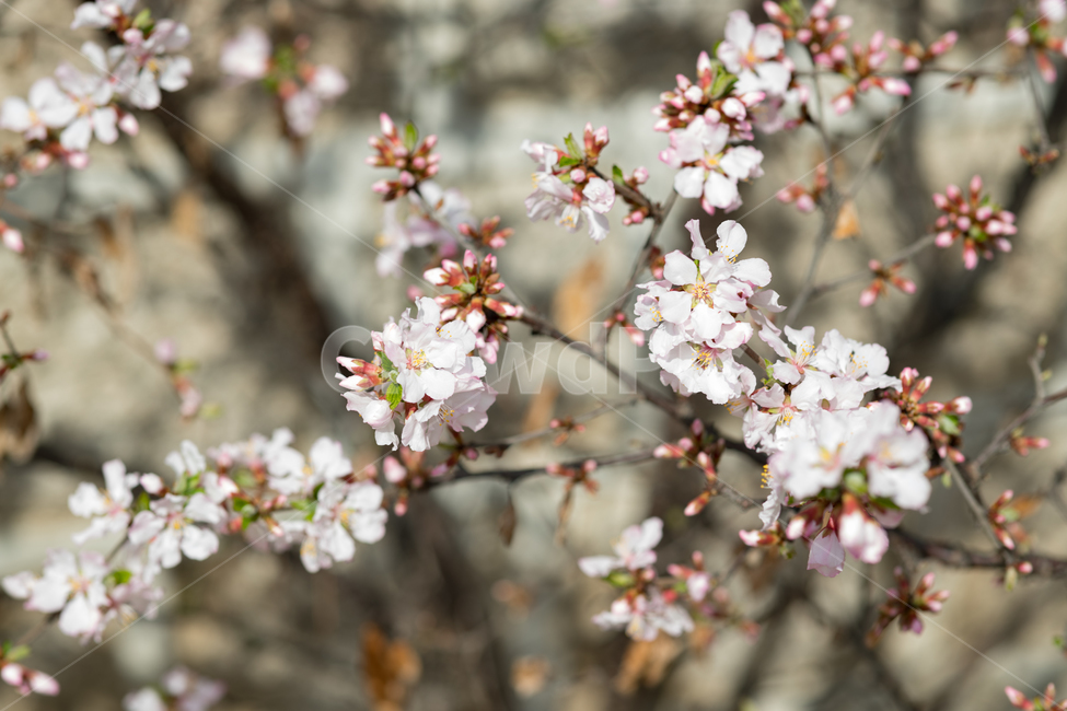 봄,자연,풍경,꽃,맑은날,봄,계절,spring,season,식물,자연,plants,nature,꽃,flower,plant,blossom