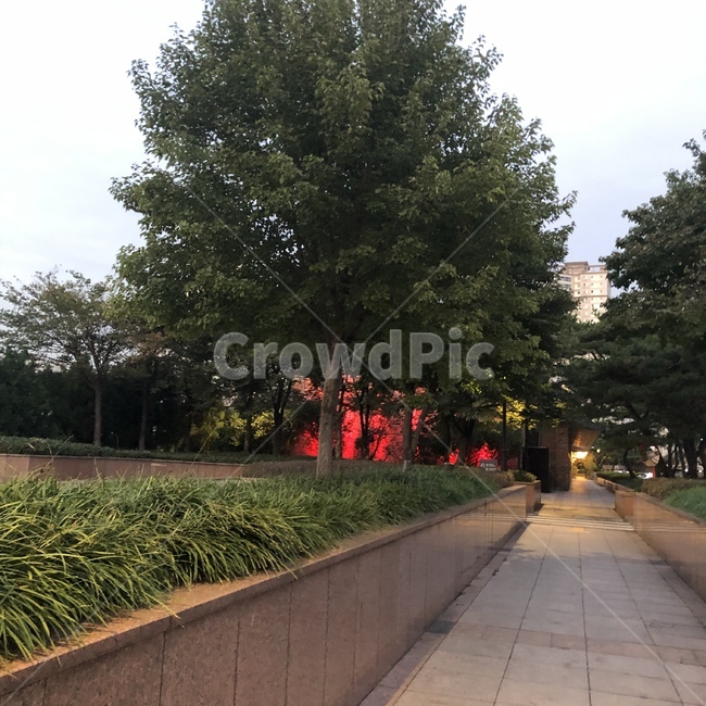 한국풍경,거리,나무,korea,street,야외,풍경,경치,도로,가로수