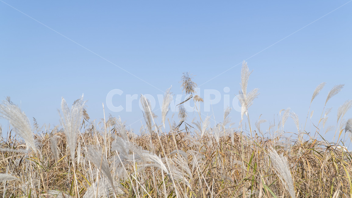 grass,잔디,plant,식물,lawn,갈대,가을,하늘,자연,가을,계절,fall,autumn,season