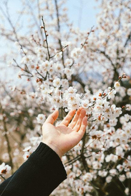 봄,꽃,매화,감성사진,spring,봄,계절,spring,season,식물,자연,plants,nature,꽃,flower,사람,인물,인간,human,person,신체일부,몸,body,감성,sensible,feeling,plant,blossom