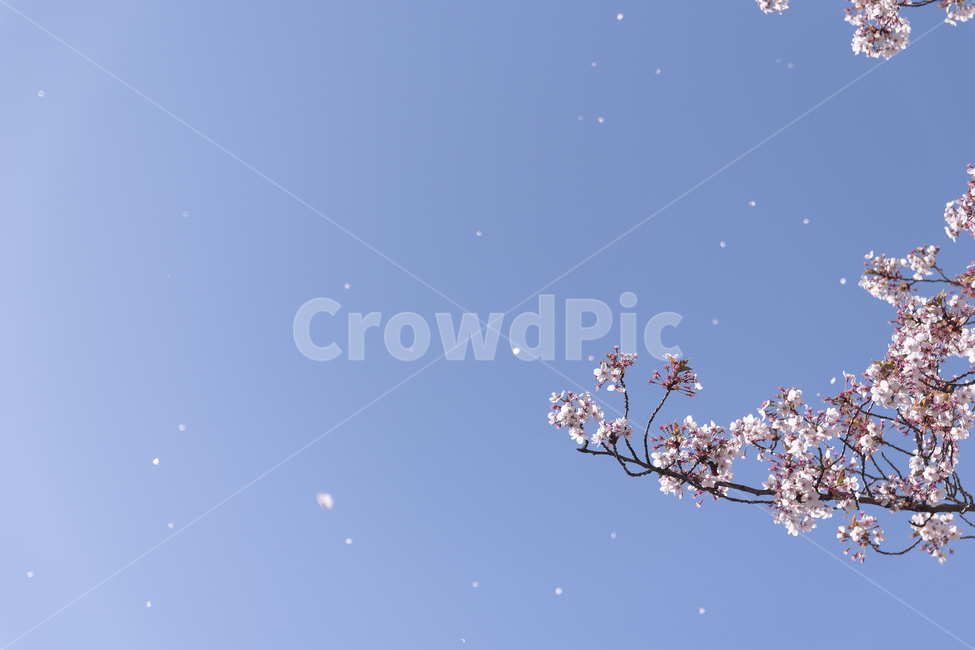 벚꽃,벚꽃나무,꽃,축제,감성,하늘,sky,skyblue,pink,cherryblossom,봄,계절,spring,season,식물,자연,plants,nature,꽃,flower,plant,blossom