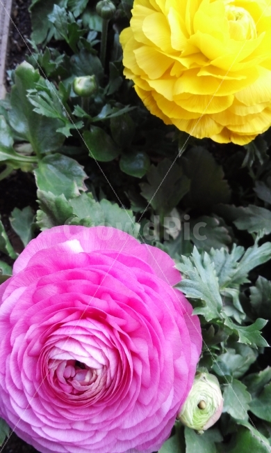 꽃,풀,꽃잎,선물,빨강,주황,식물,자연,plants,nature,꽃,flower