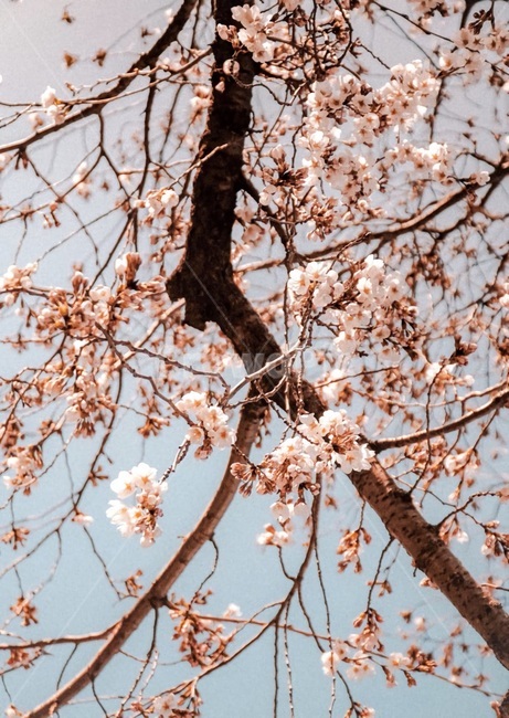 꽃,나무,벚꽃,벚꽃나무,flower,cherryblossom,봄,계절,spring,season,식물,자연,plants,nature,꽃,flower,plant,blossom,cherry blossom