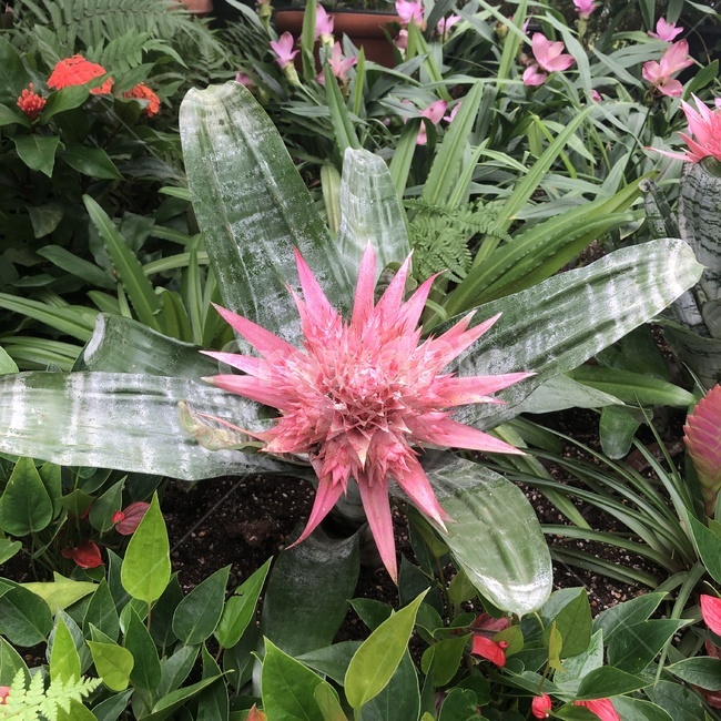 식물,꽃,잎,분홍꽃,plant,flower,leaf