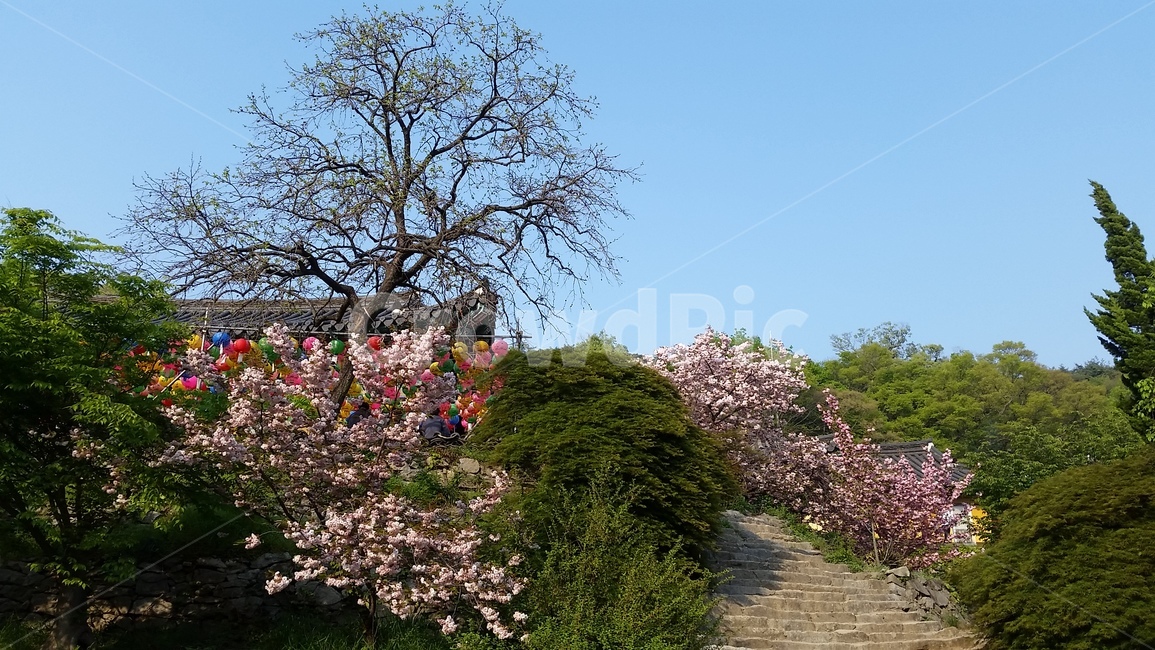 plant,식물,나무,꽃,자연,nature,식물,자연,plants,nature,꽃,flower,나무,trees,wood