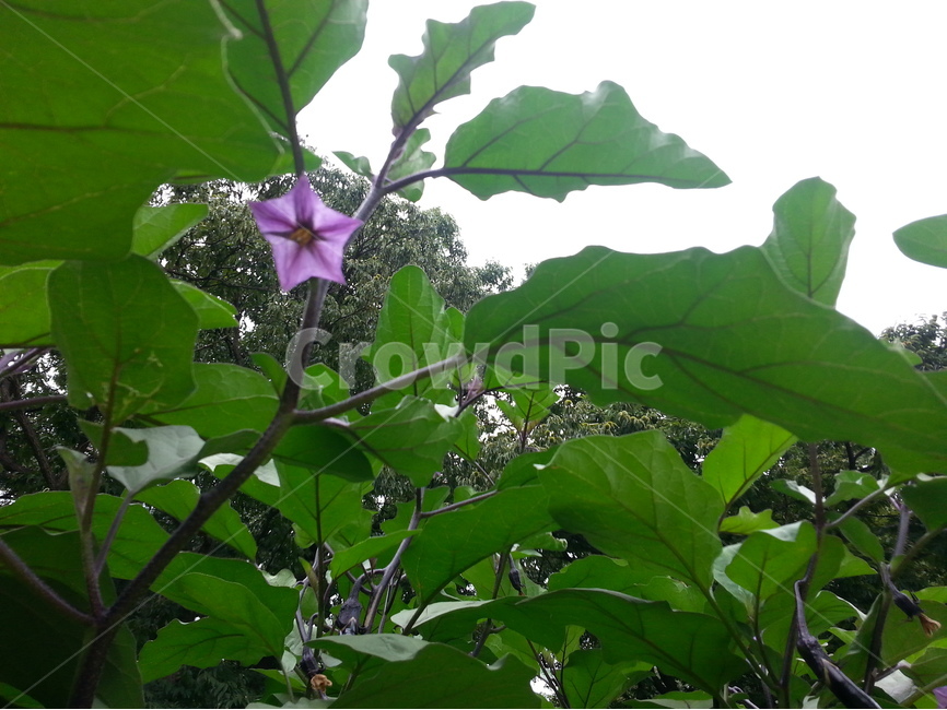 가지,가지꽃,보라색,녹색,식물,eggplant,잎,열매,leaf,잎맥,nerve,vein,밤나무,밤송이,식물,자연,plants,nature,꽃,flower