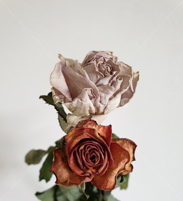 꽃,장미,folwer,rose,예쁜,pretty