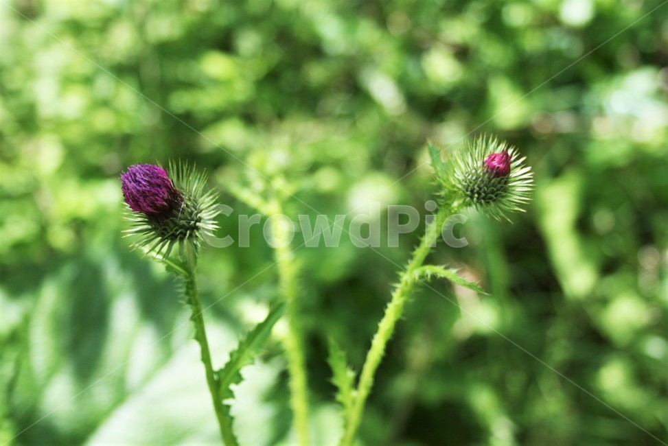 지느러미엉겅퀴,지느러미엉겅퀴꽃,국화과,야생화,식물,꽃,식물,자연,plants,nature,꽃,flower