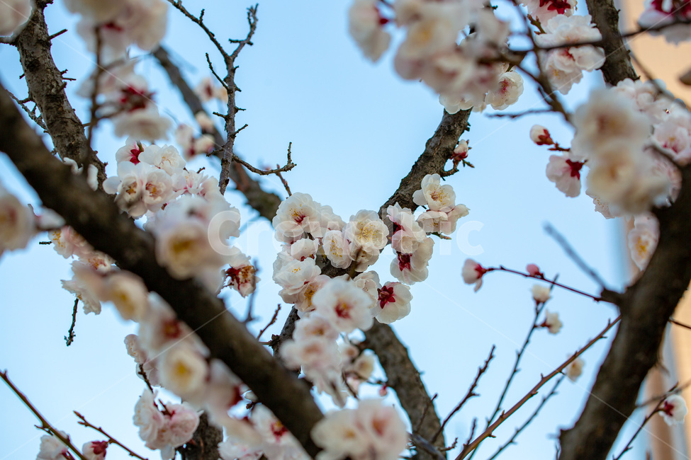 봄,꽃,여의도,나들이,여유,봄,계절,spring,season,plant,식물,blossom,flower,cherry blossom,벚꽃