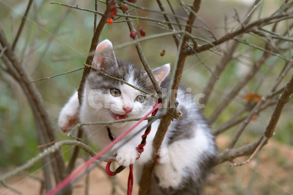고양이,산책,애완동물,새끼고양이,반려동물,귀여움,나무위고양이,동물,animal,포유류,mammal,고양이,cat,kitten,kitty