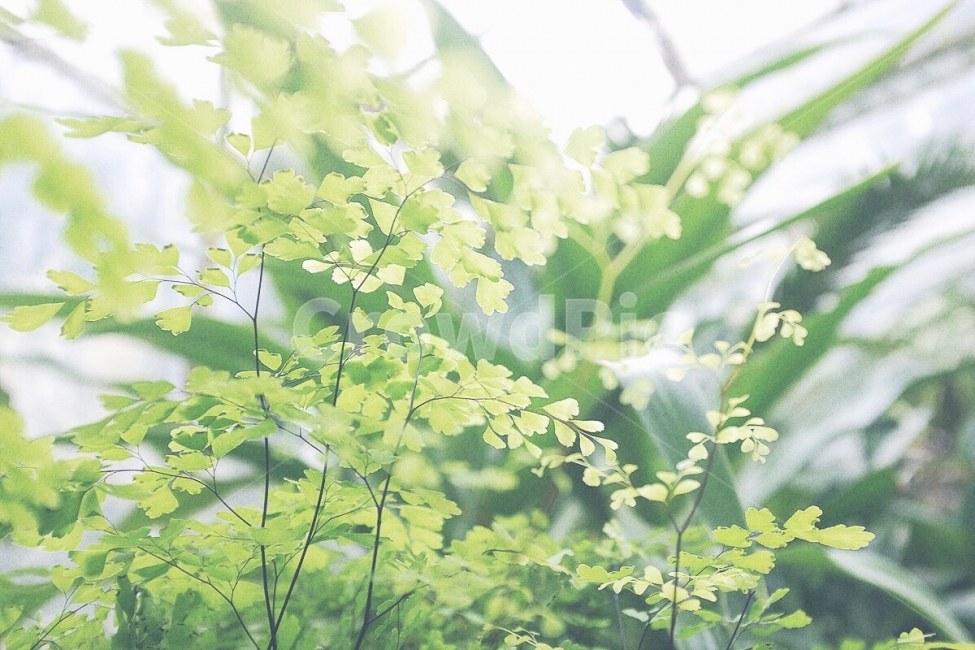 감성사진,식물,초록색,자연,풀,emotion,plant,green,nature,vivid,live,식물,자연,plants,nature,감성,sensible,feeling,휴식,힐링,rest,relaxation,healing