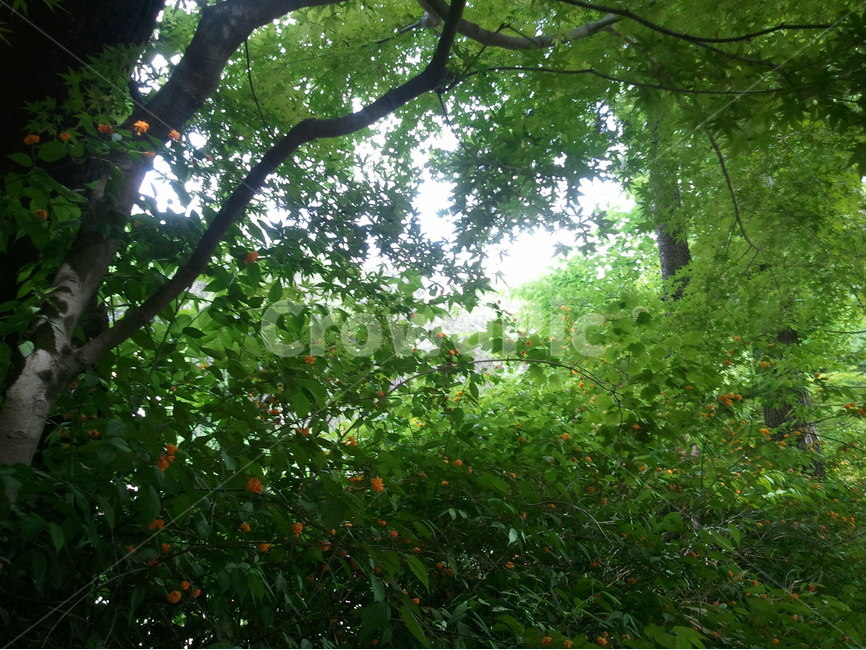 청단풍,낙엽교목,maple,계조록,활엽,자연,풍경,nature,landscape,식물,plants,나무,trees,wood,plant,tree