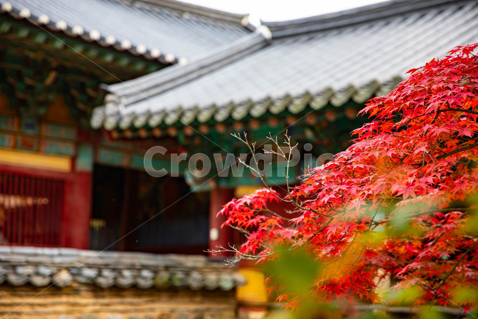 송광사,가을,단풍,순천만,사찰,가을,계절,fall,autumn,season,한국전통,한국문화,korean traditional,korean culture,건축물,건물외관,exterior,building,structure,architecture,construction,plant,식물,leaf,잎