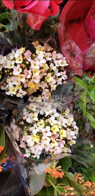 plant,식물,flower,꽃,꽃집