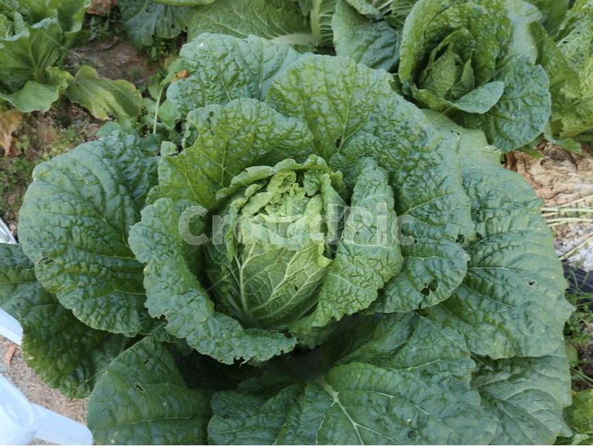 배추,밭,식물,plant,cabbage,vegetable,야채,food,음식,식물,자연,plants,nature