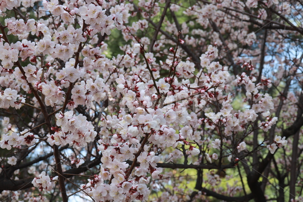 벚꽃,나무,꽃,봄,자연,봄,계절,spring,season,식물,자연,plants,nature,꽃,flower,plant,blossom,cherry blossom