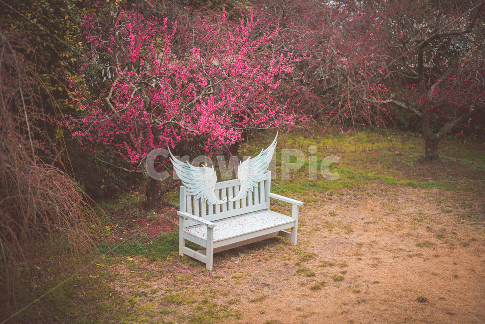 매화,매화꽃,꽃,식물,매화나무,봄,계절,spring,season,자연,풍경,nature,landscape,plant,grass,잔디