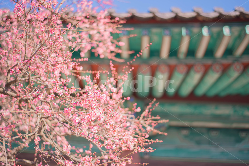 꽃,홍매화,절,봄꽃,매화,봄,계절,spring,season,한국전통,한국문화,korean traditional,korean culture,식물,자연,plants,nature,꽃,flower,건축물,건물외관,exterior,building,structure,architecture,construction,plant