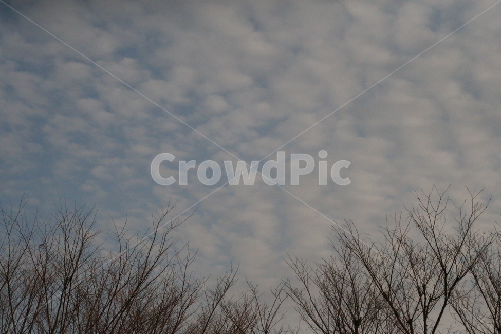 sky,cloud,Jiri Mountain,branch,flock of clouds,winter sky