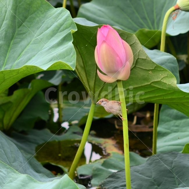 참새,연꽃,분홍색,식물,자연,식물,자연,plants,nature,꽃,flower,동물,animal,조류,새,birds