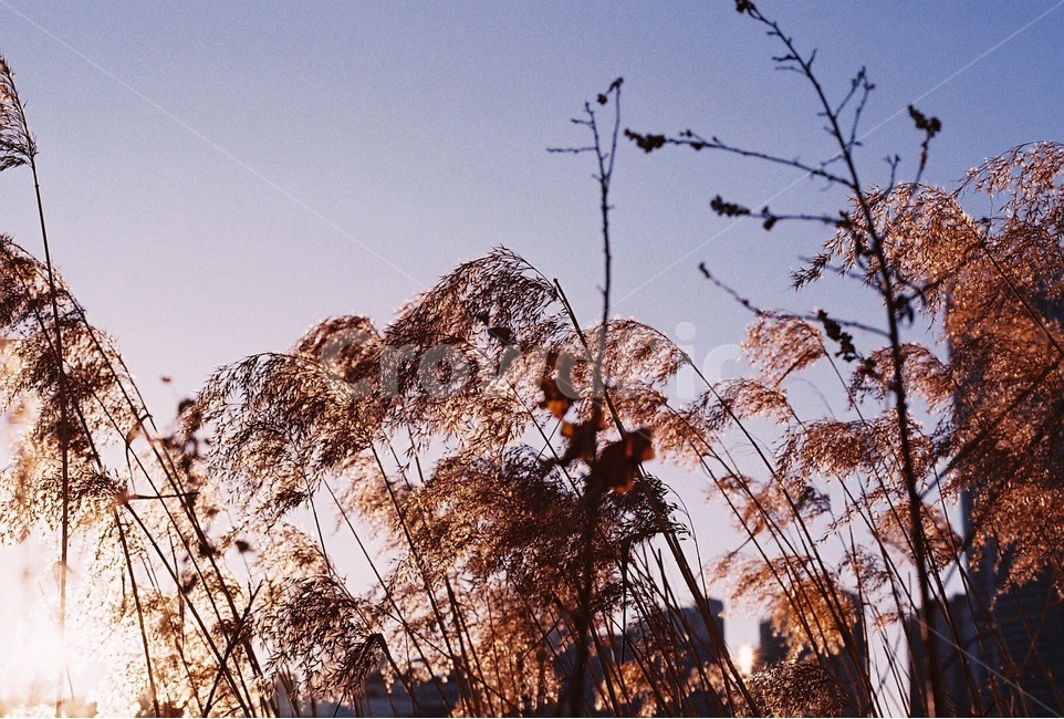 갈대,하늘,노을,필름사진,필름감성,가을,계절,fall,autumn,season,식물,자연,plants,nature,감성,sensible,feeling,grass,잔디,plant,lawn,reed