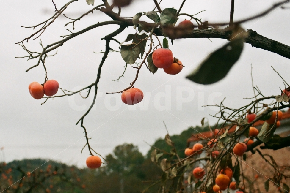 감나무,감,시골,필름사진,나무,가을,계절,fall,autumn,season,식물,자연,plants,nature,음식,식재료,요리,food,cook,meal,dishes,food reserves,과일,열매,fruit,plant,persimmon