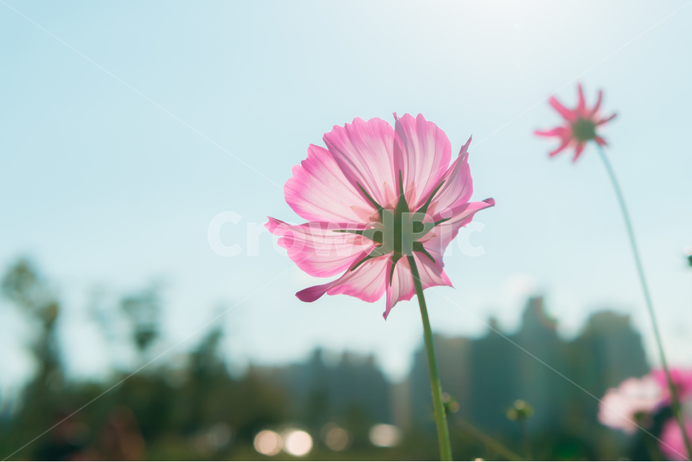 pink,warmth,nature,backlight,flower garden,Cozy,Cosmos,flower,outdoor,Field,plant,sight,season,garden,autumn,park