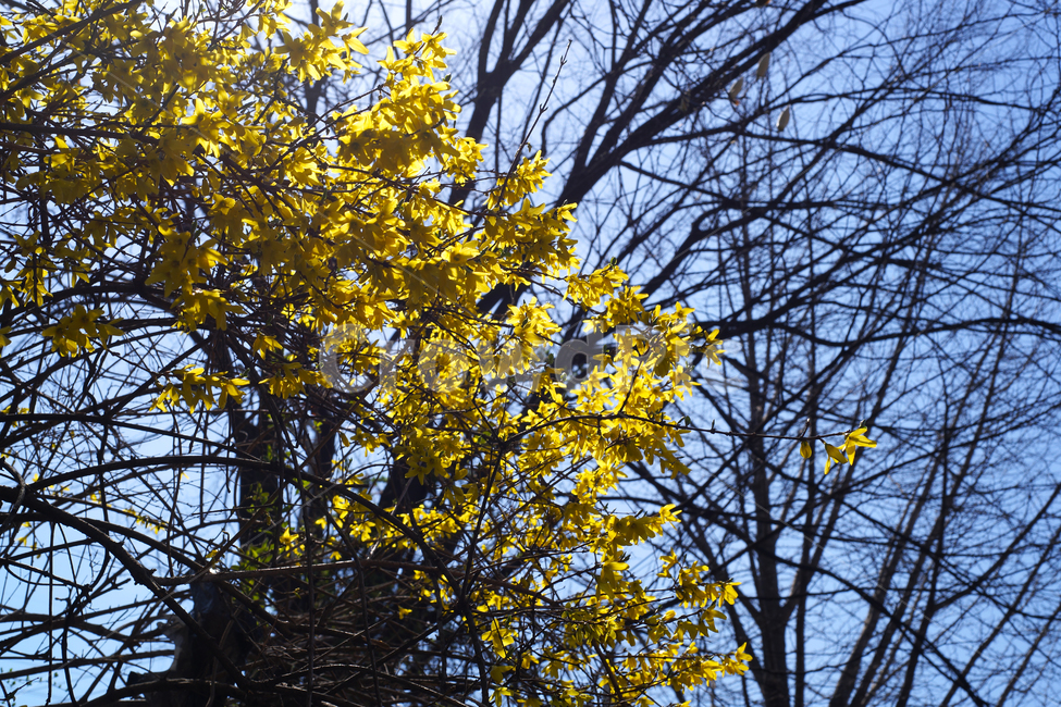 개나리,봄,노란색,식물,영춘화,꽃,봄,계절,spring,season