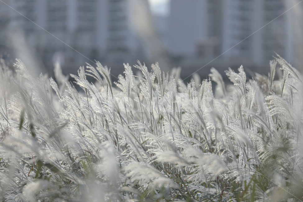 갈대,가을,억새,억새밭,갈대밭,억새군락지,silvergrassfield,fall,식물,reed,silvergrass,fieldofreeds,가을,계절,fall,autumn,season,식물,자연,plants,nature,outdoors,옥외,ice,빙,snow,눈,frost,서리