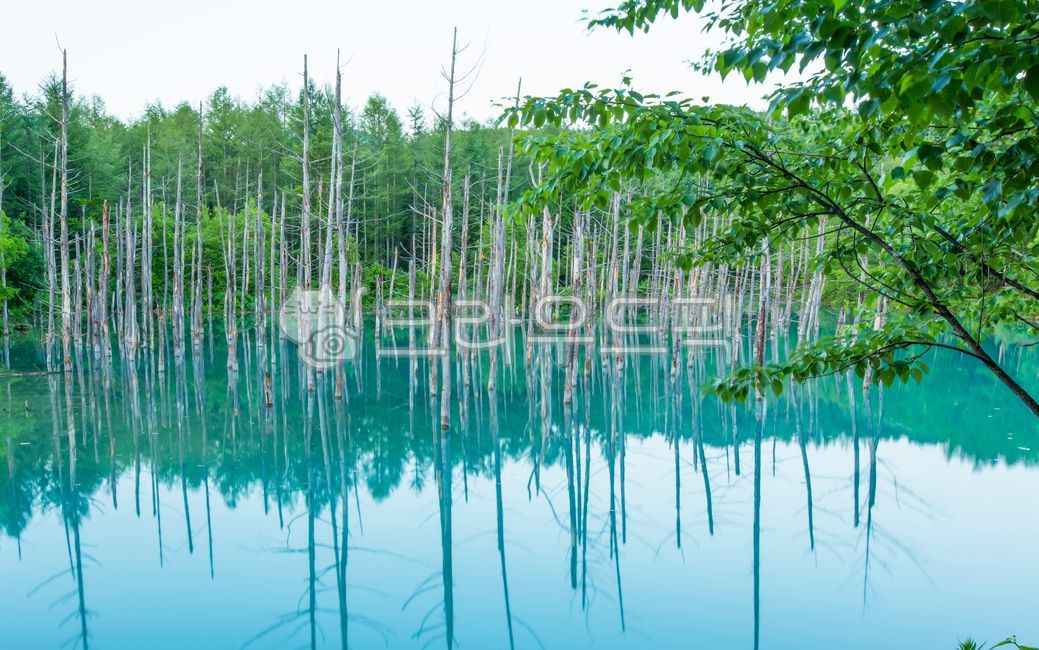 blue pond,pond,in the woods,forest,dead wood,reflection,nature,Hokkaido,hokkaido,Aoiike,blue,outdoors,mysterious,garden,lake,park