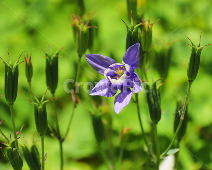 자연,매발톱꽃,봄,봄꽃,야생화,식물,자연,plants,nature,꽃,flower