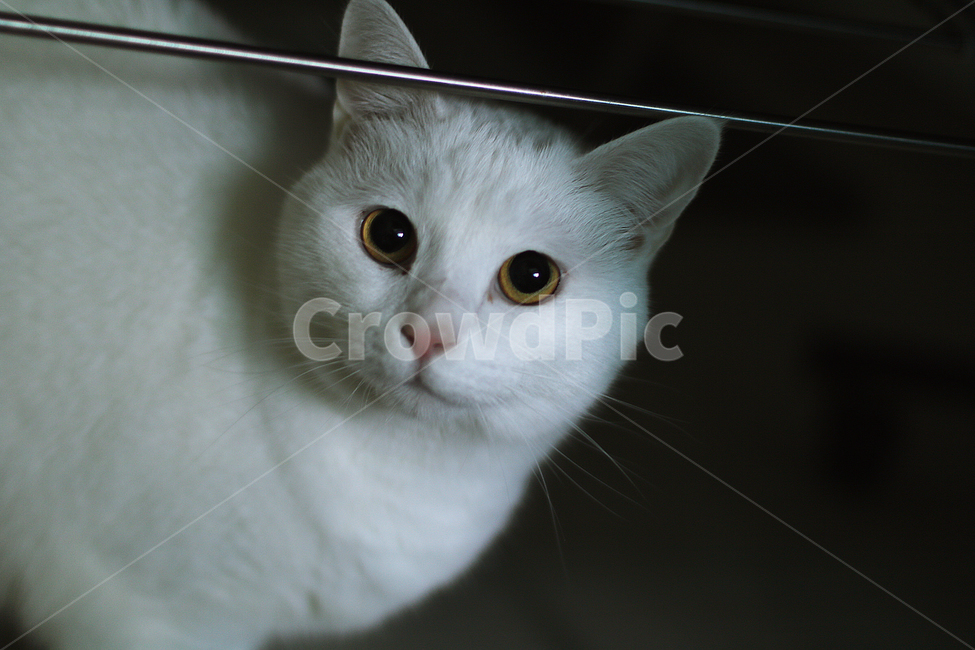cat,angora,animal,동물,고양이,앙고라,동물,animal,포유류,mammal,고양이,cat,kitten,kitty