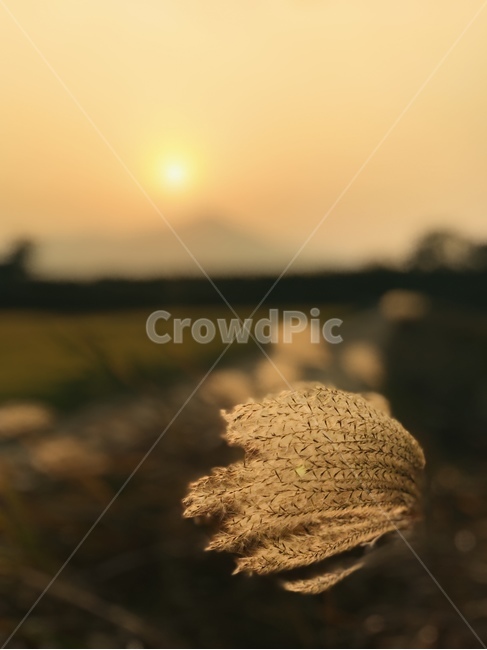 가을,갈대,억새,노을,10월,가을,계절,fall,autumn,season,식물,자연,plants,nature,감성,sensible,feeling