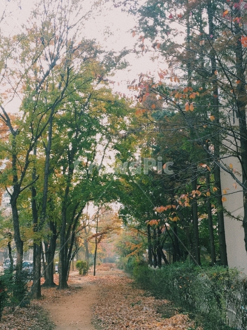 가을사진,단풍,감성사진,풍경사진,나무,가을,계절,fall,autumn,season,자연,풍경,nature,landscape,식물,plants,나무,trees,wood,tree,plant,tree trunk,나무 줄기