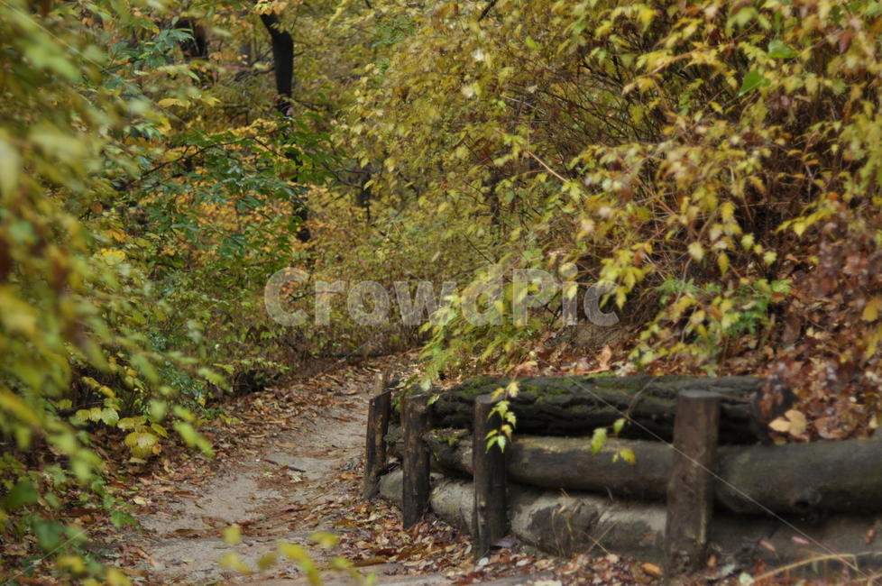 가을,나무,가을풍경,풍경,단풍,낙엽,가을,계절,fall,autumn,season,자연,풍경,nature,landscape,ground,바닥