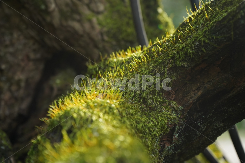 이끼,식물,plant,moss,산,식물,자연,plants,nature