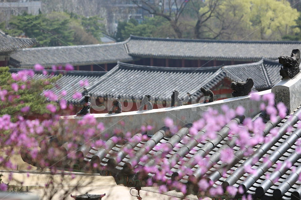 궁,봄,palace,spring,flower,꽃,창경궁,봄,계절,spring,season,한국전통,한국문화,korean traditional,korean culture,랜드마크,landmark,tourist attraction,한국랜드마크,한국관광지,한국명소,korea landmark,korea tourist attraction,식물,자연,plants,nature,꽃,flower,건축물,건물외관,exterior,building,structure,architecture,construction