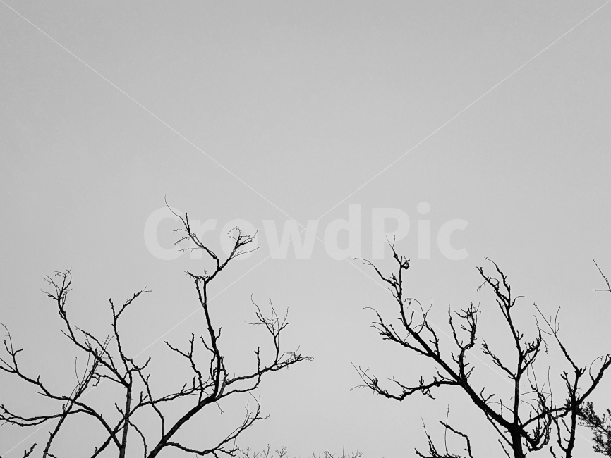 겨울,나무,풍경,하늘,자연,겨울,계절,winter,season,식물,자연,plants,nature,나무,trees,wood,흑백,모노톤,monochrome,black and white