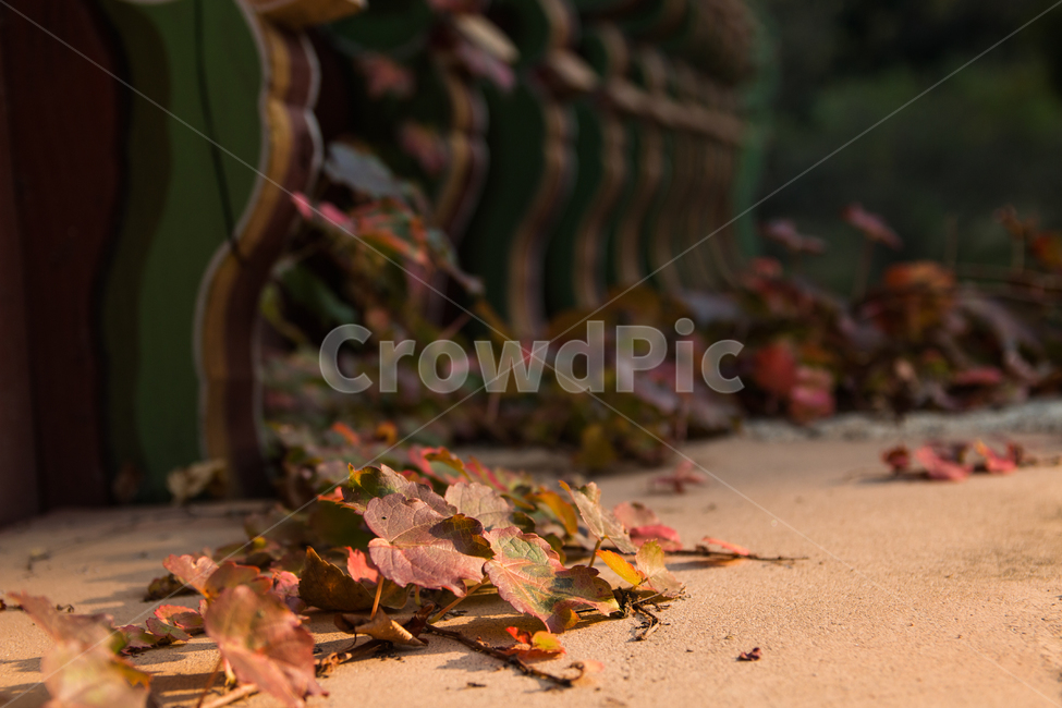 가을,단풍,풍경,산책,등산,산,가을산,낙엽,가을,계절,fall,autumn,season,식물,자연,plants,nature,plant,leaf,잎,tree,나무