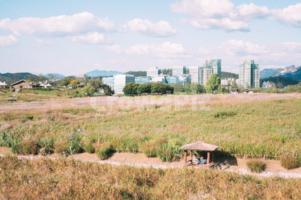 하늘공원,갈대,풍경,하늘,가을,억새,구름,도시,풍경,city,landscape,nature,자연,outdoors,옥외