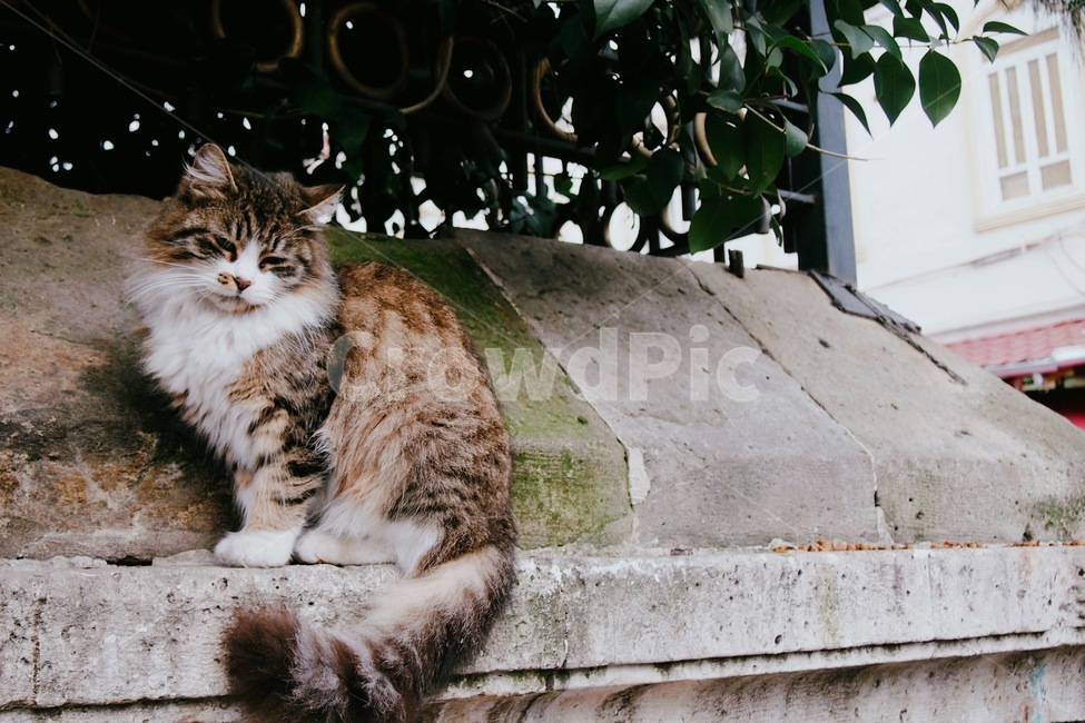 고양이,길고양이,동물,cat,반려동물,동물,animal,포유류,mammal,고양이,cat,kitten,kitty