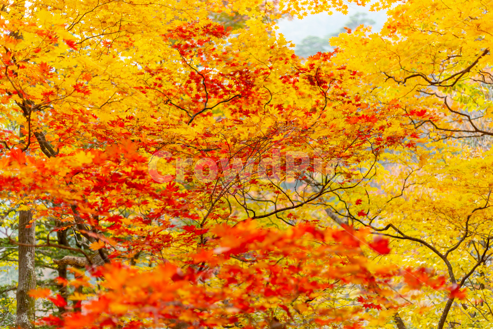 단풍,maple,나뭇잎,leaf,울긋불긋,turnred,가을,계절,fall,autumn,season,잎,plant,식물,tree,나무