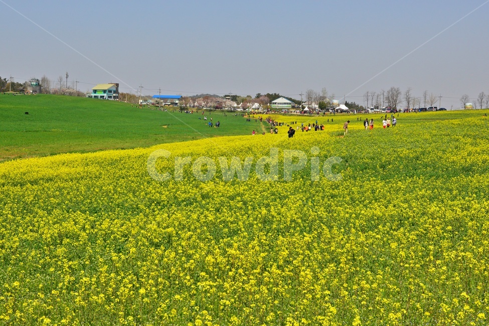 전북,고창,청보리밭농원,학원농장,유채밭,유채꽃,봄,계절,field,들,grassland,outdoors,옥외,nature,자연,rural,농촌,farm,농장,meadow,목초지,human,인간,person,사람