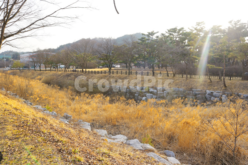 가을,갈대,fall,노랑,오후