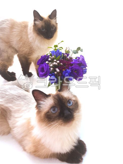 Cute cat,long haired cat,Balinese,cat,purple,brown,flower,lisianthus