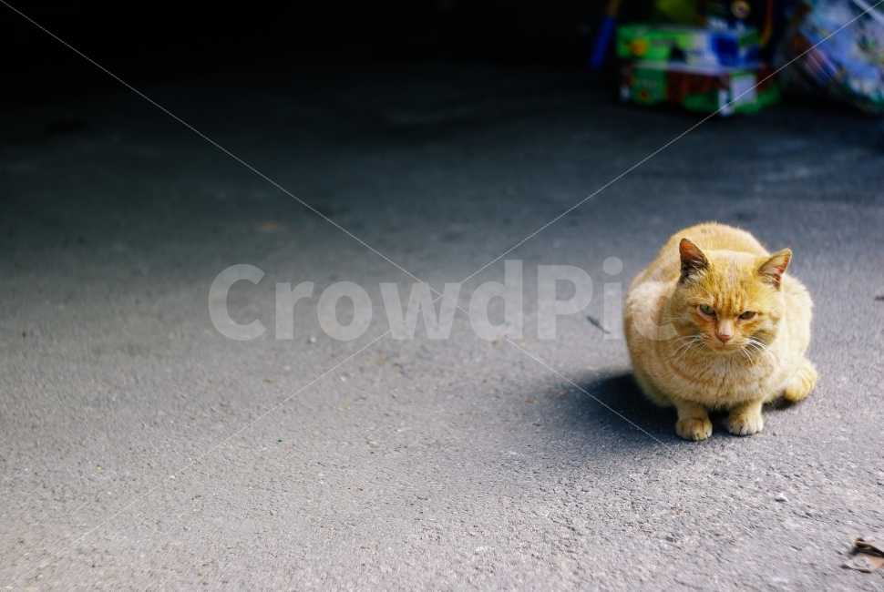 스냅,고양이,표정,길거리,동물,동물,animal,고양이,cat,kitten,kitty,포유류,mammal