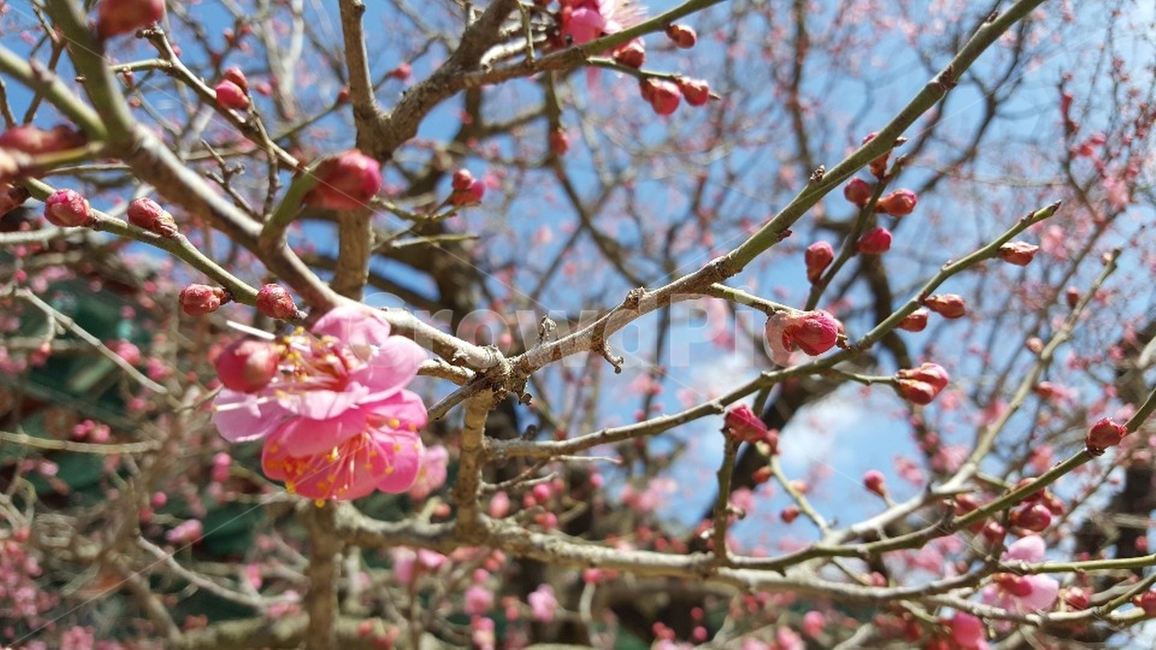 꽃,plant,식물,홍매화,봄
