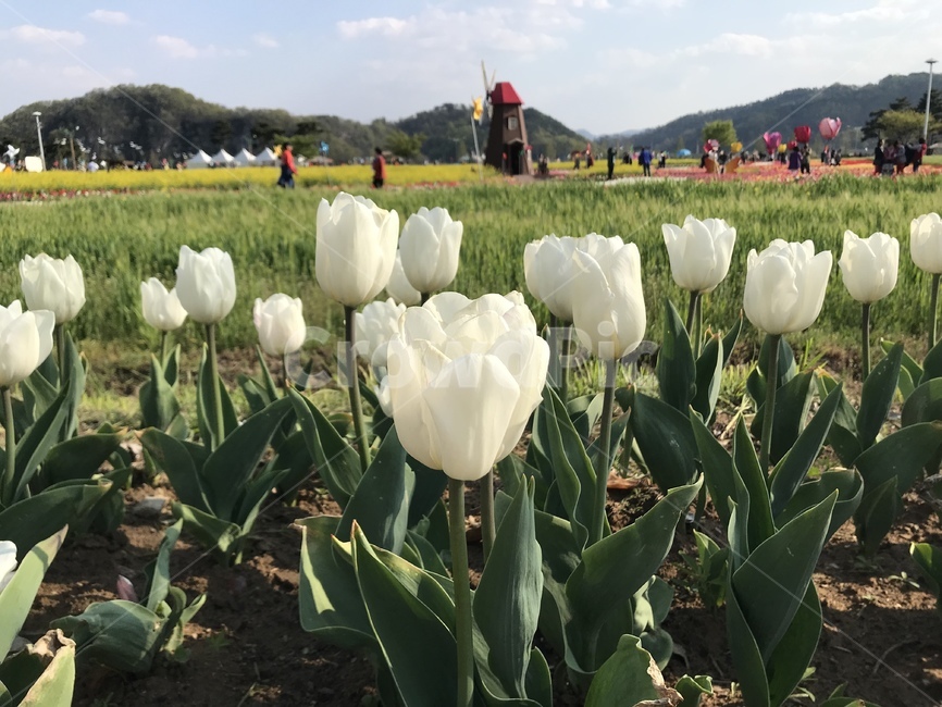 꽃,튤립,풍차,풍경,자연