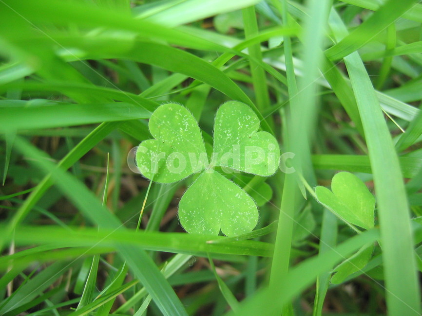 세잎클로버,행복,잔디,자연,그린,식물,자연,plants,nature